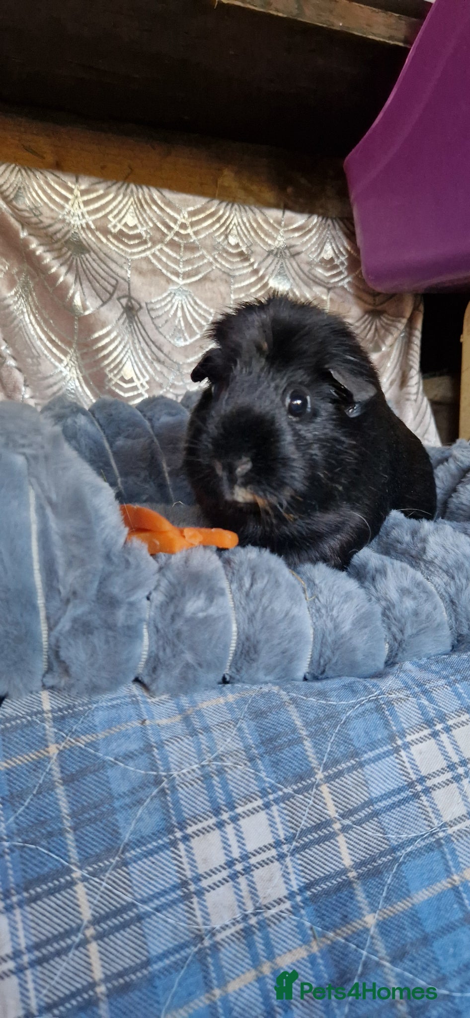 Guinea Pig rodents for sale: Smooth coat american for forever home - Advert 1