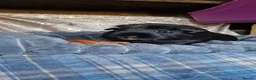 Guinea Pig rodents for sale: Smooth coat american for forever home - Advert 1
