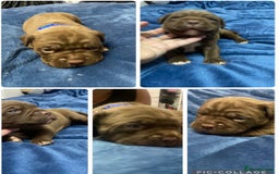 Mixed Breed dogs for sale: Dogue de bordeaux x staff puppies  - Advert 19