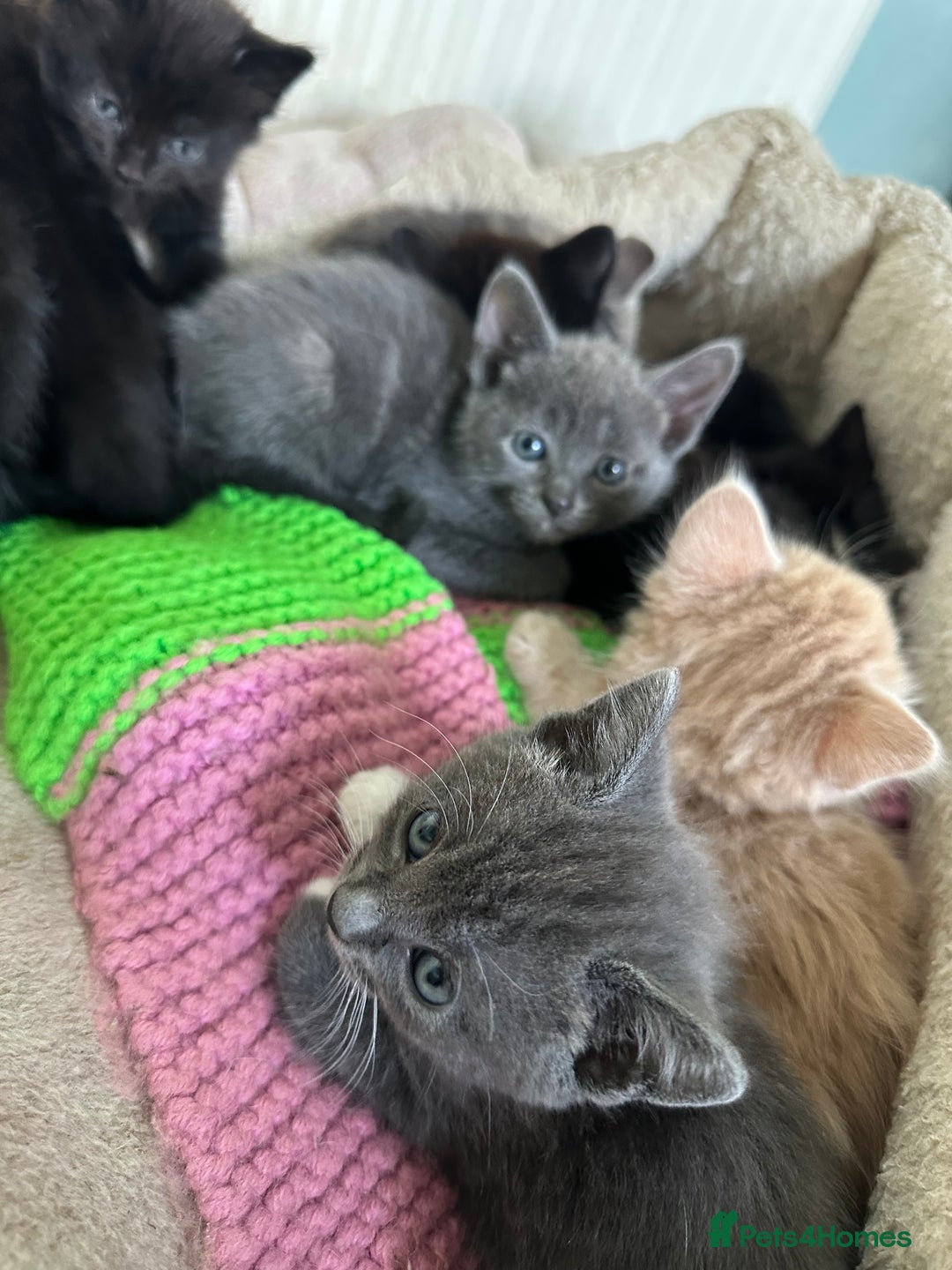 Mixed Breed cats for sale: Beautiful litter off kittens  - Image 28