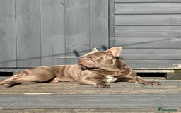 French Bulldog dogs for stud: Stunning Isabella Kakao French Bulldog for Stud  in Chelmsford - Image 8