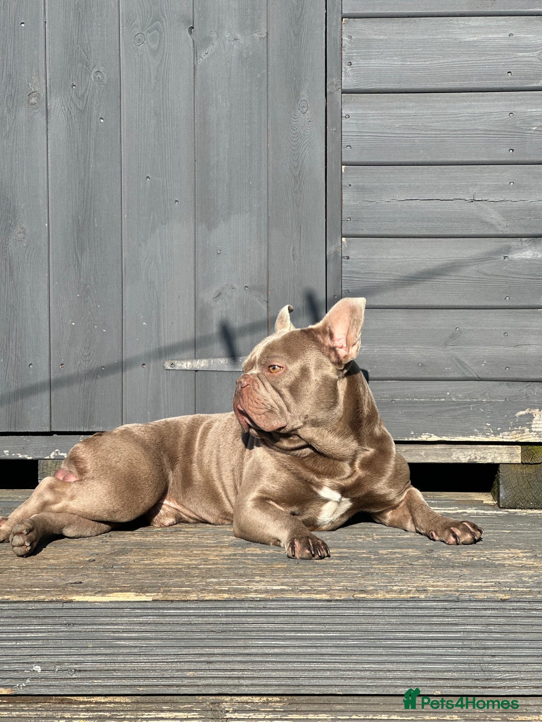 French Bulldog dogs for stud: Stunning Isabella Kakao French Bulldog for Stud  in Chelmsford - Image 8