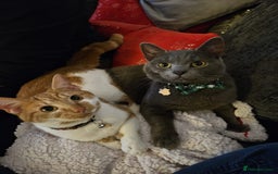 Mixed Breed cats for sale: 1 boy 1 female 2 years old - Image 1