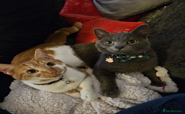 Mixed Breed cats - Advert 2