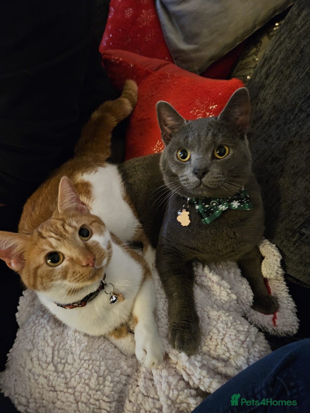 Mixed Breed cats for sale: 1 boy 1 female 2 years old - Image 1