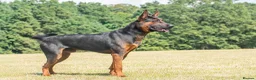 Chinese Red Dog dogs for stud: Chinese red dog stud - Advert 2