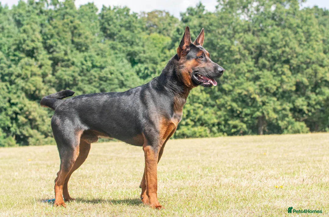 Chinese Red Dog dogs for stud: Chinese red dog stud - Advert 2