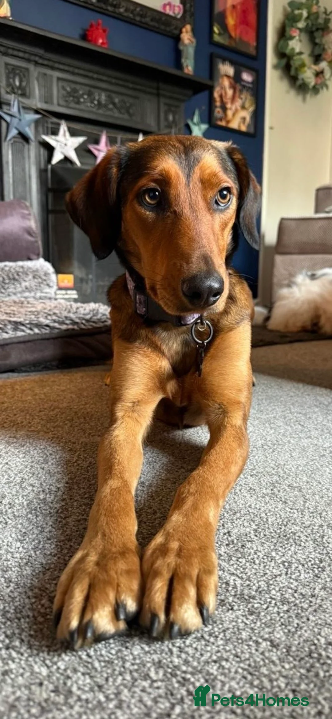 Mixed Breed dogs for sale: Dahlia needs her family - Advert 6