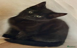 Bengal cats for sale: Gorgeous half bengal kittens for sale. READY NOW  - Image 5