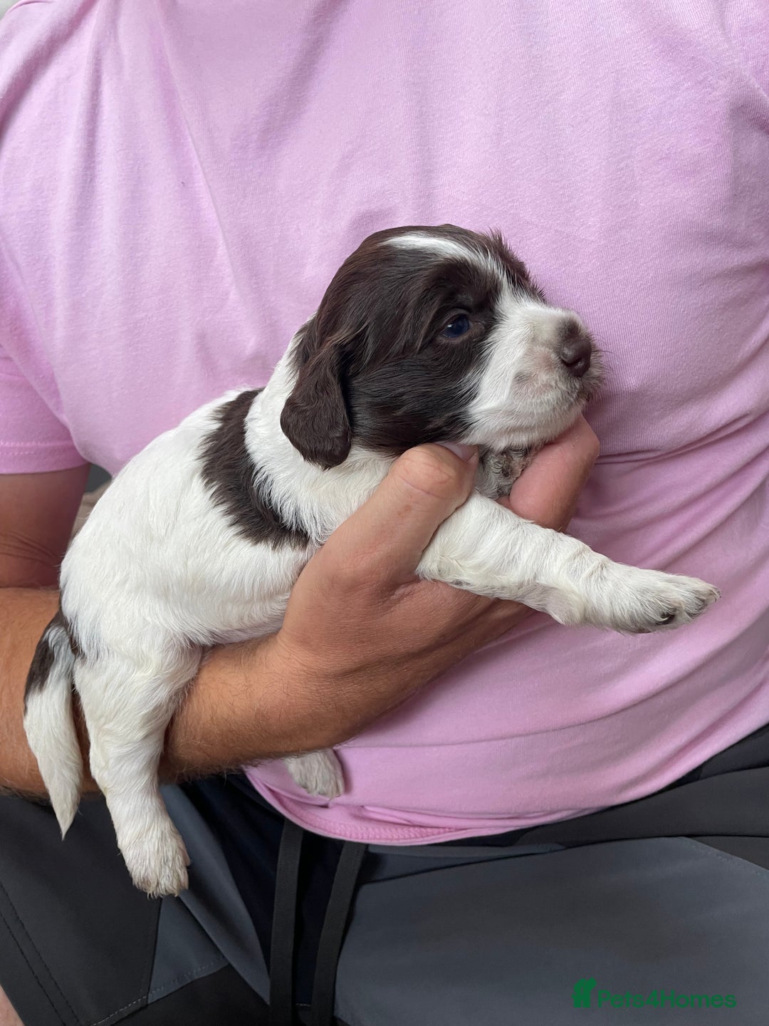 Mixed Breed dogs for sale: Australian Goldendoodles stunning litter  - Image 7