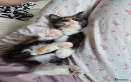 Domestic Shorthair cats for sale: Lovely Kitten to be rehomed - Image 7