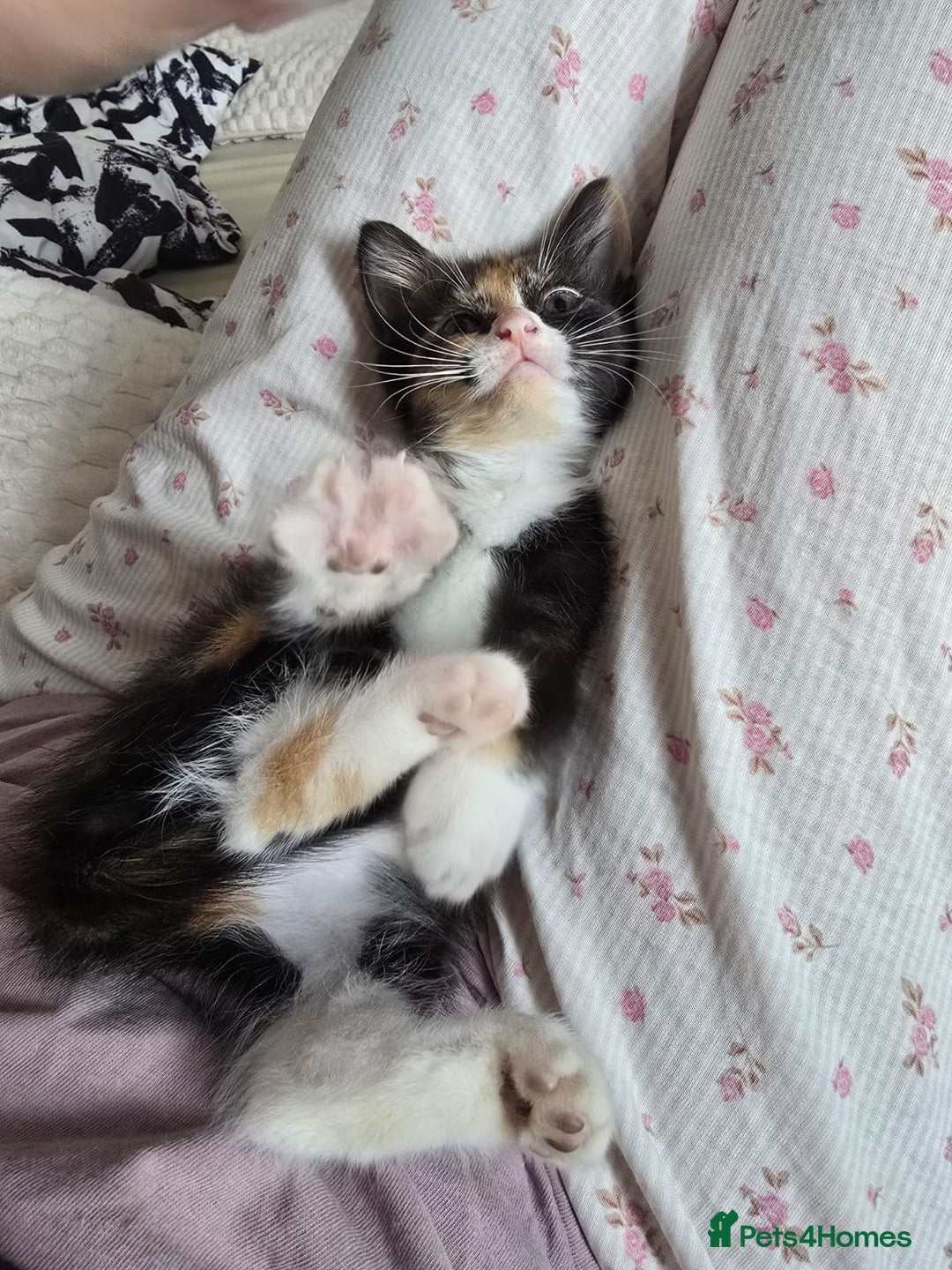 Domestic Shorthair cats for sale: Lovely Kitten to be rehomed - Image 7
