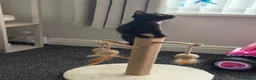 Mixed Breed cats for sale: 17 week old kitten in Widnes - Advert 4