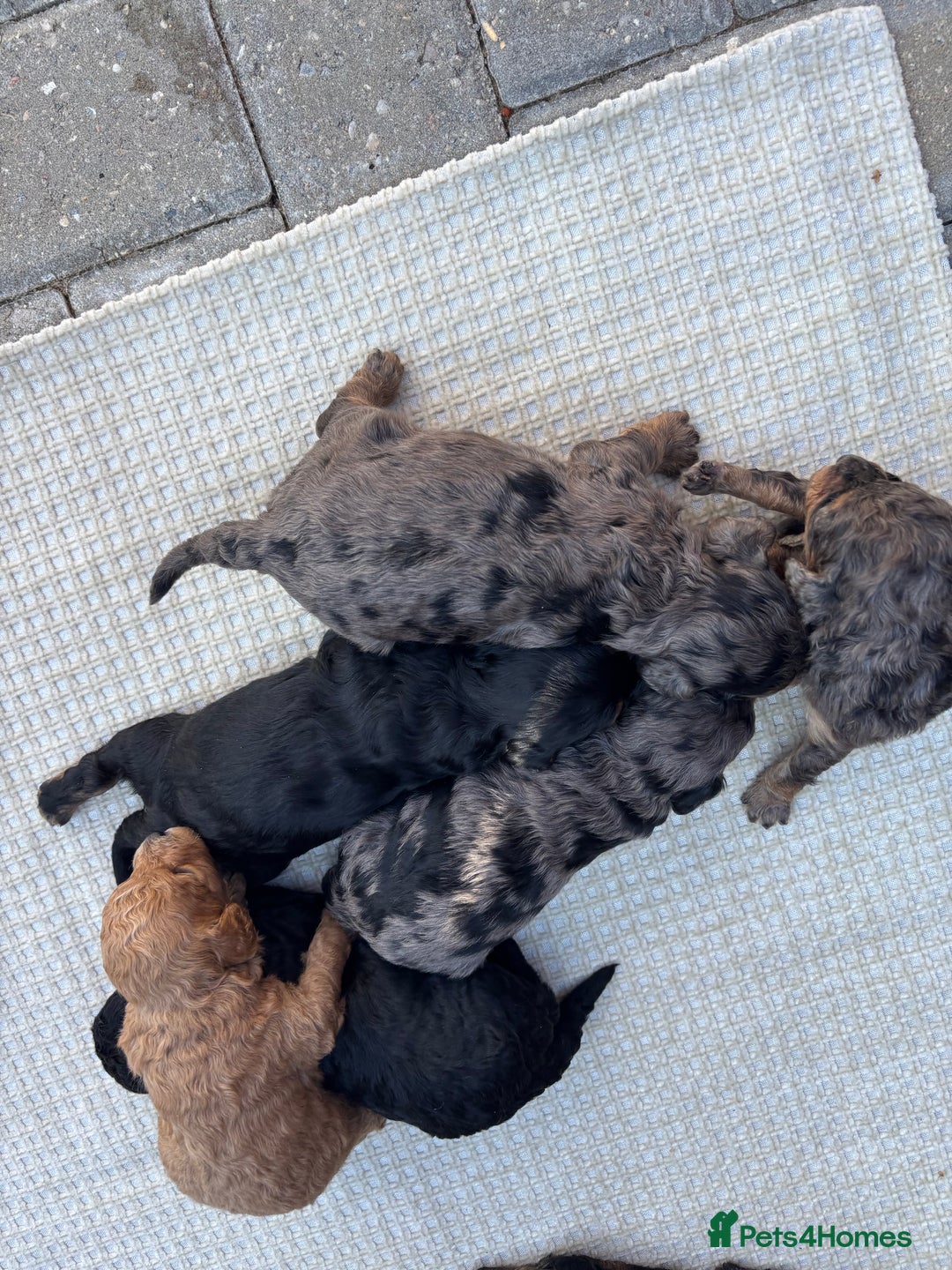 Cavapoo dogs for sale: Toy f1b cavapoo puppies - Image 12