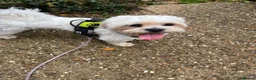 Lhasa Apso dogs for stud: Piglet  in Tring - Advert 2