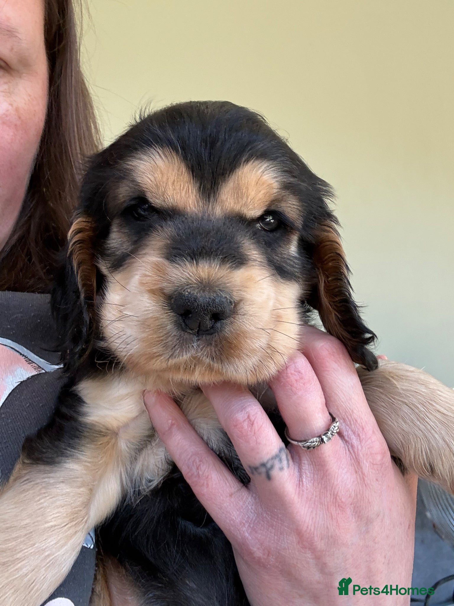 Cocker Spaniel dogs Last little Kc reg boy available   - Advert 1