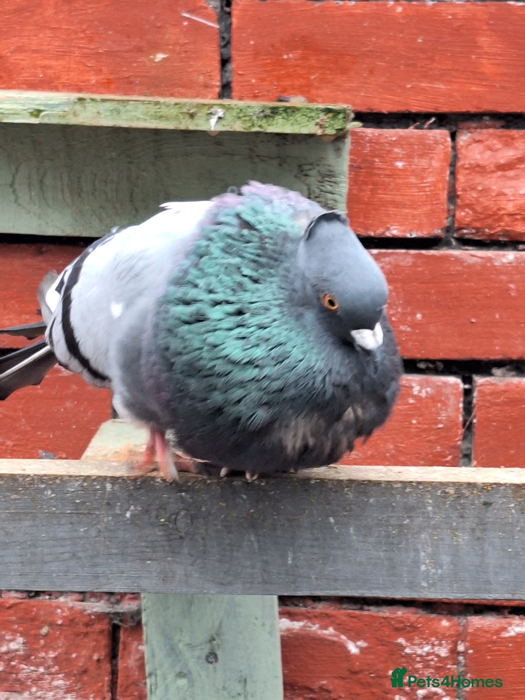 Pigeons birds for sale: 7 Pigeons for sale - Advert 25