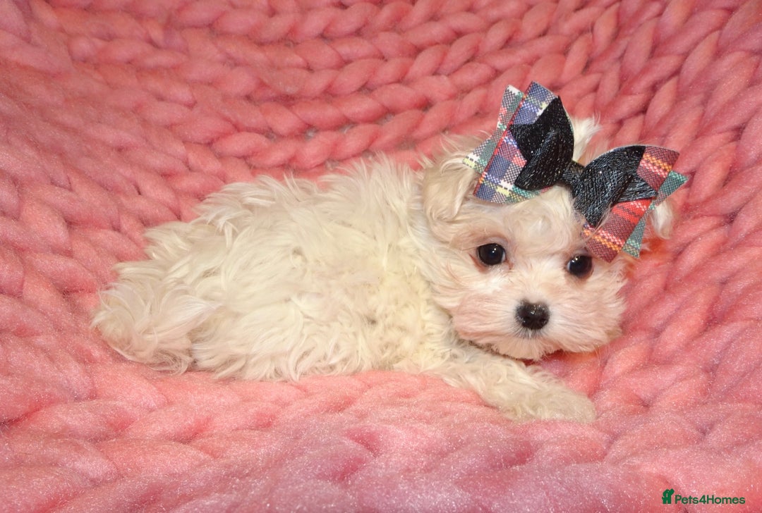 Maltipoo dogs for sale: *Micro Tiny F1 Maltese x Toy Poodle Maltipoo Pup* - Image 9