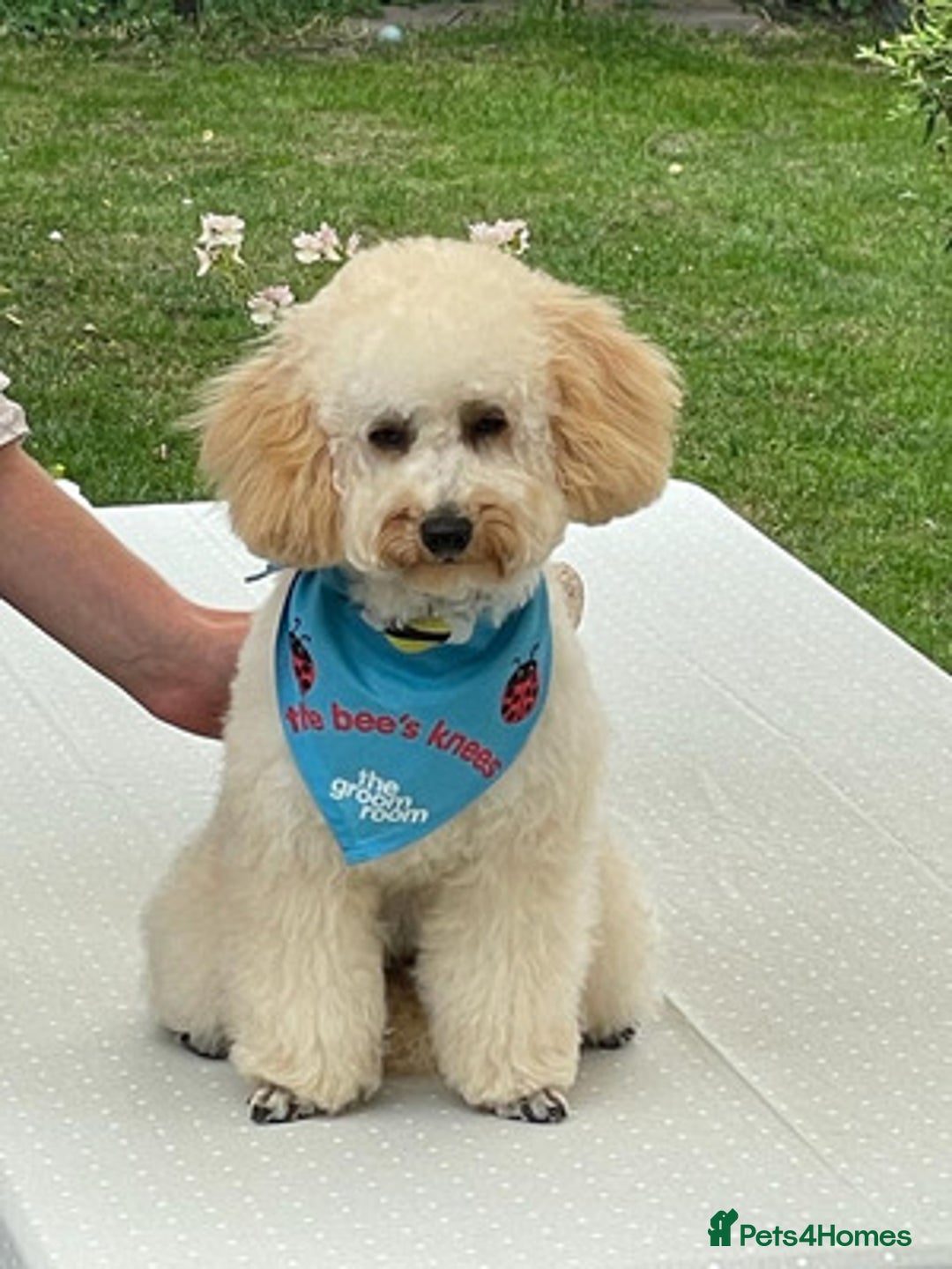 Toy Poodle dogs for sale: affectionate Toy poodle - Advert 3