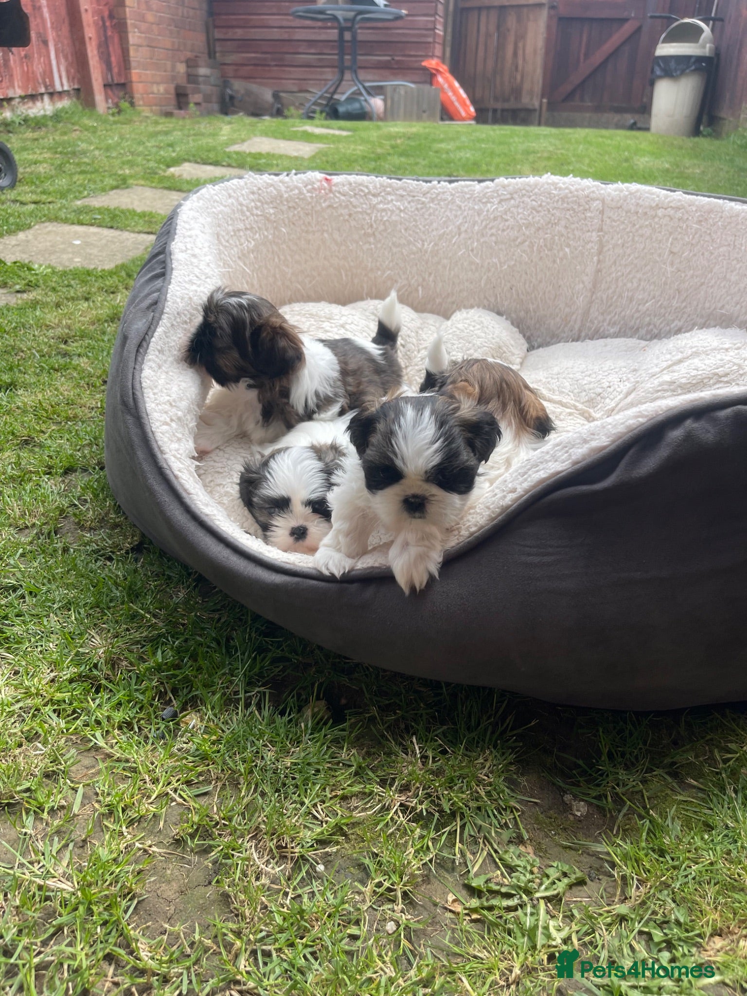 Shih Tzu dogs Shihtzu puppies for sale  - Advert 1