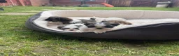 Shih Tzu dogs for sale: Shihtzu puppies for sale  - Advert 13