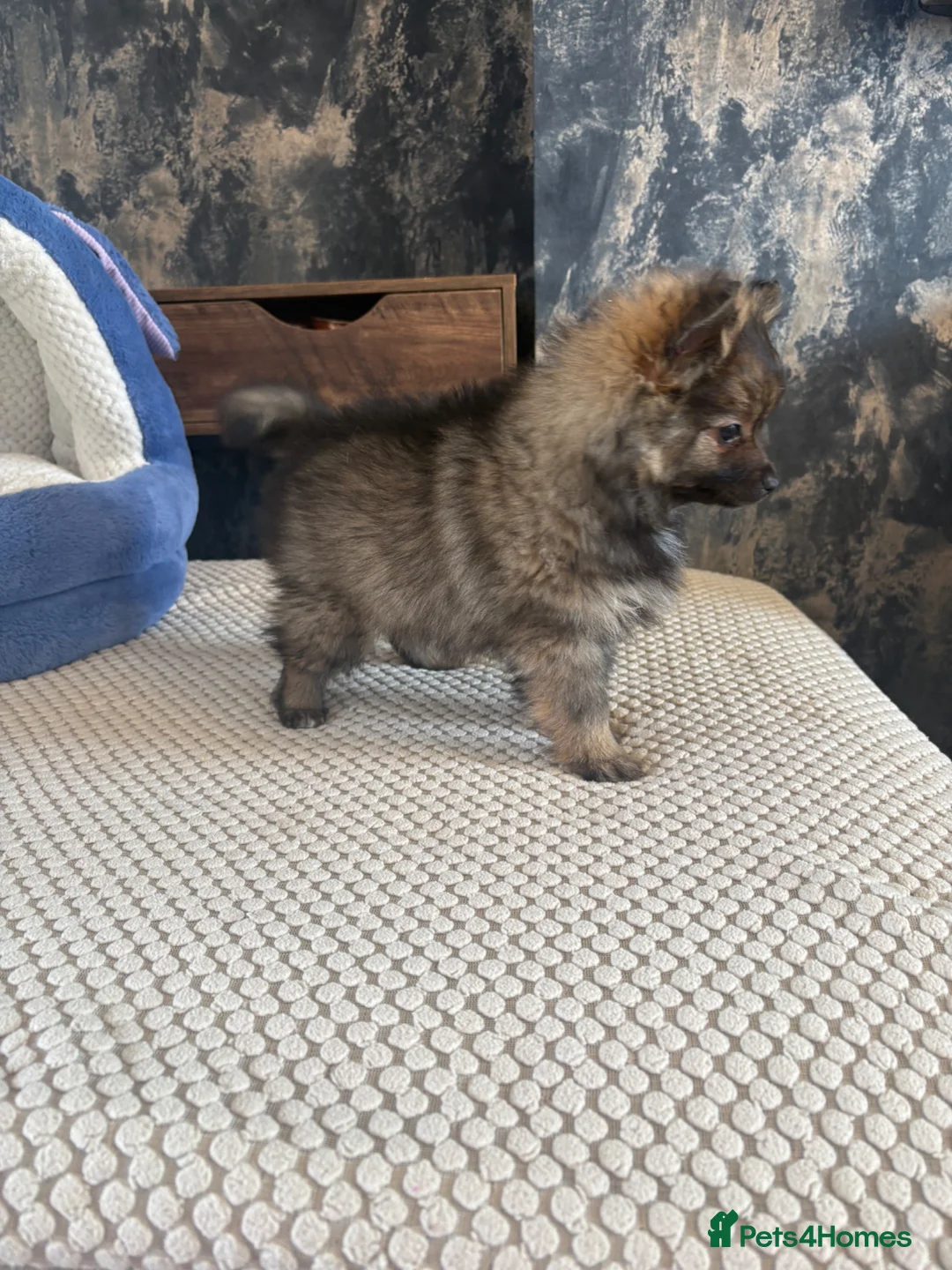 Pomeranian dogs for sale: 2 beautiful Pomeranian puppies - Advert 8