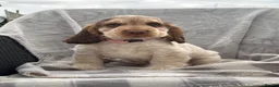 Cocker Spaniel dogs for sale: KC registered Show Type Cocker Spaniel DNA Tested - Advert 13