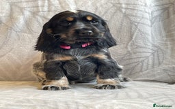 Cocker Spaniel dogs for sale: Stunning Show Type Cocker Spaniel Pups For Sale - Image 5