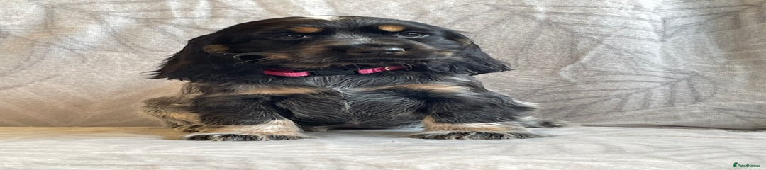 Pink Collar Female