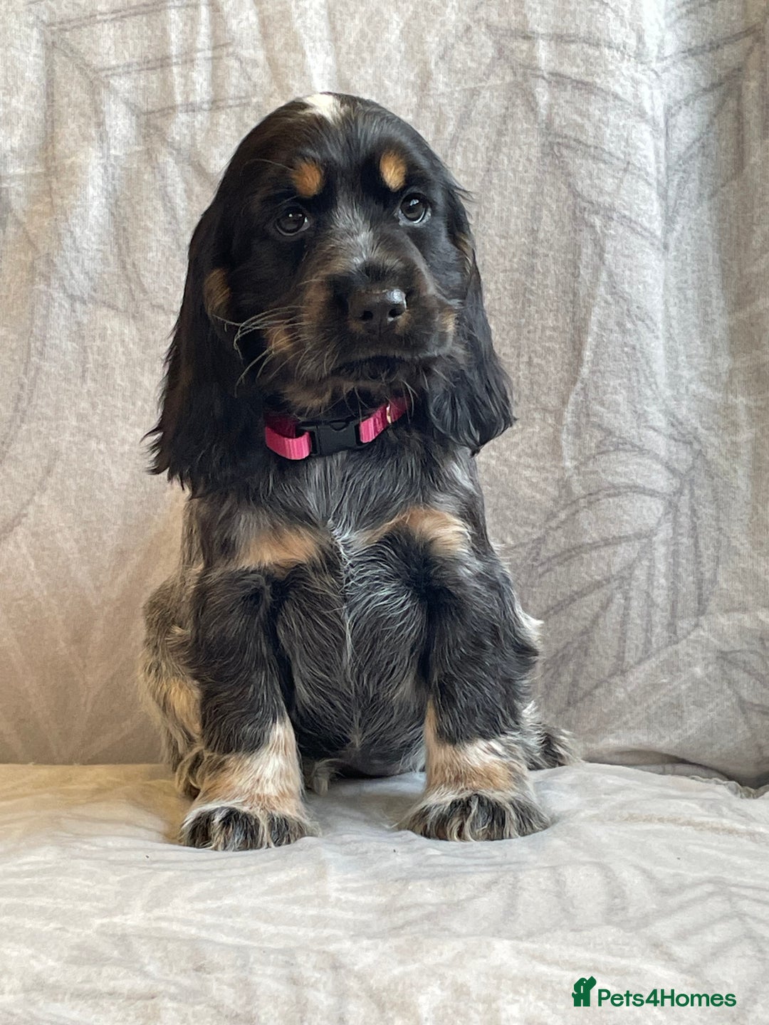 Cocker Spaniel dogs for sale: Stunning Show Type Cocker Spaniel Pups For Sale - Image 5
