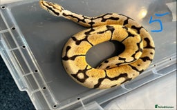 Python Snake reptiles for sale: Royal Pythons - Image 5