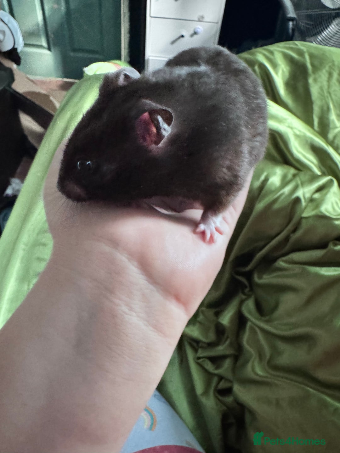 Hamster rodents for sale: Black Syrian hamster - Image 9