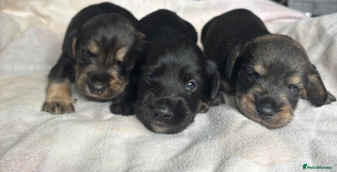 Mixed Breed dogs for sale: SCHNOXIES (MINI DAXI CROSS MINI SCHNAUZER) - Image 13
