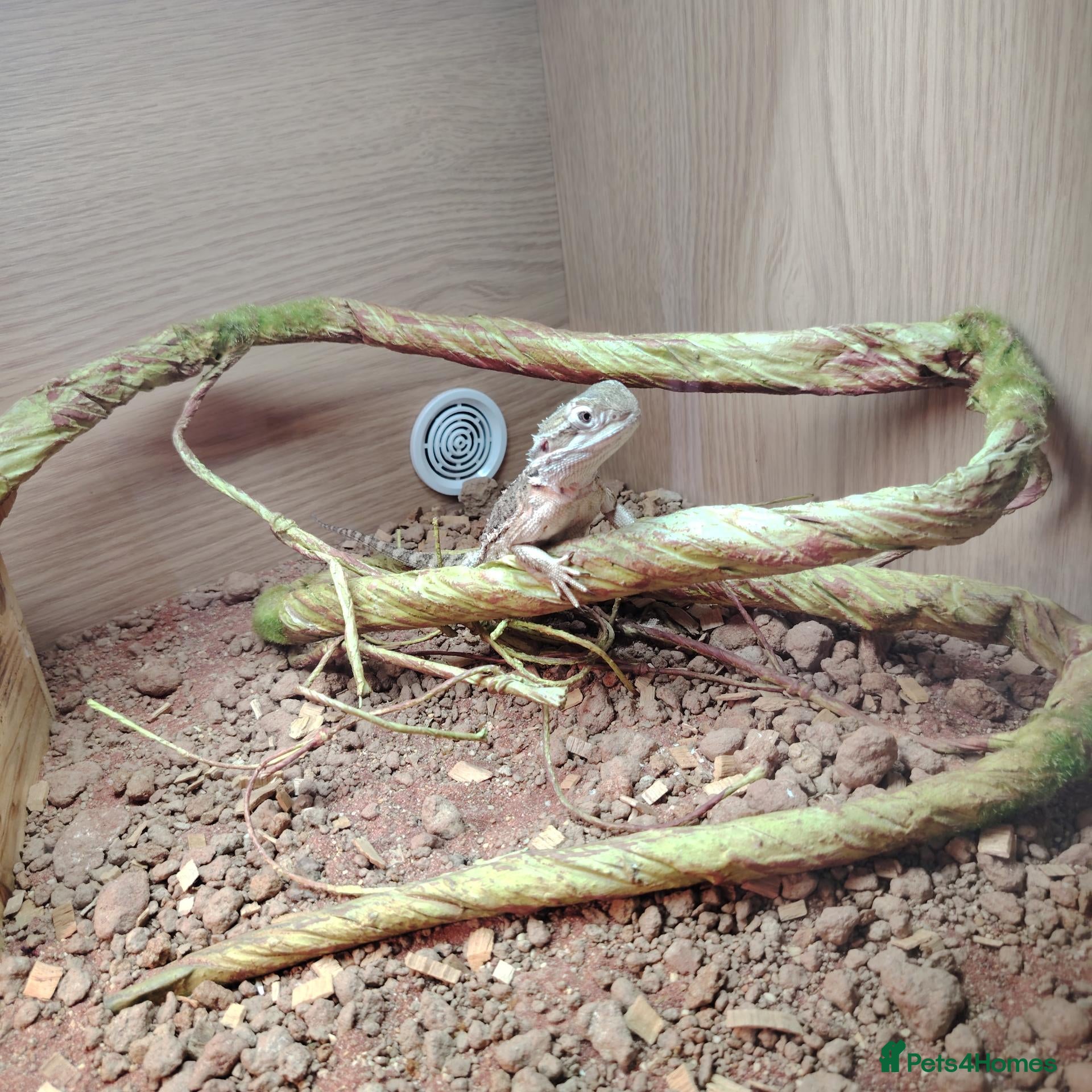 Dragon reptiles Male Rankin's dragon set up included - Advert 1
