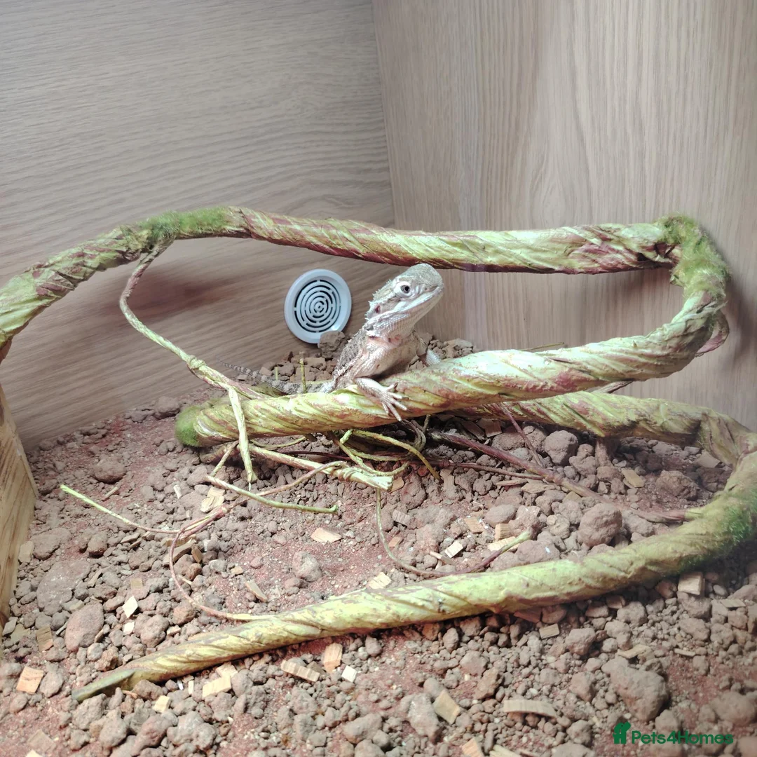 Dragon reptiles for sale: Male Rankin's dragon set up included - Advert 1