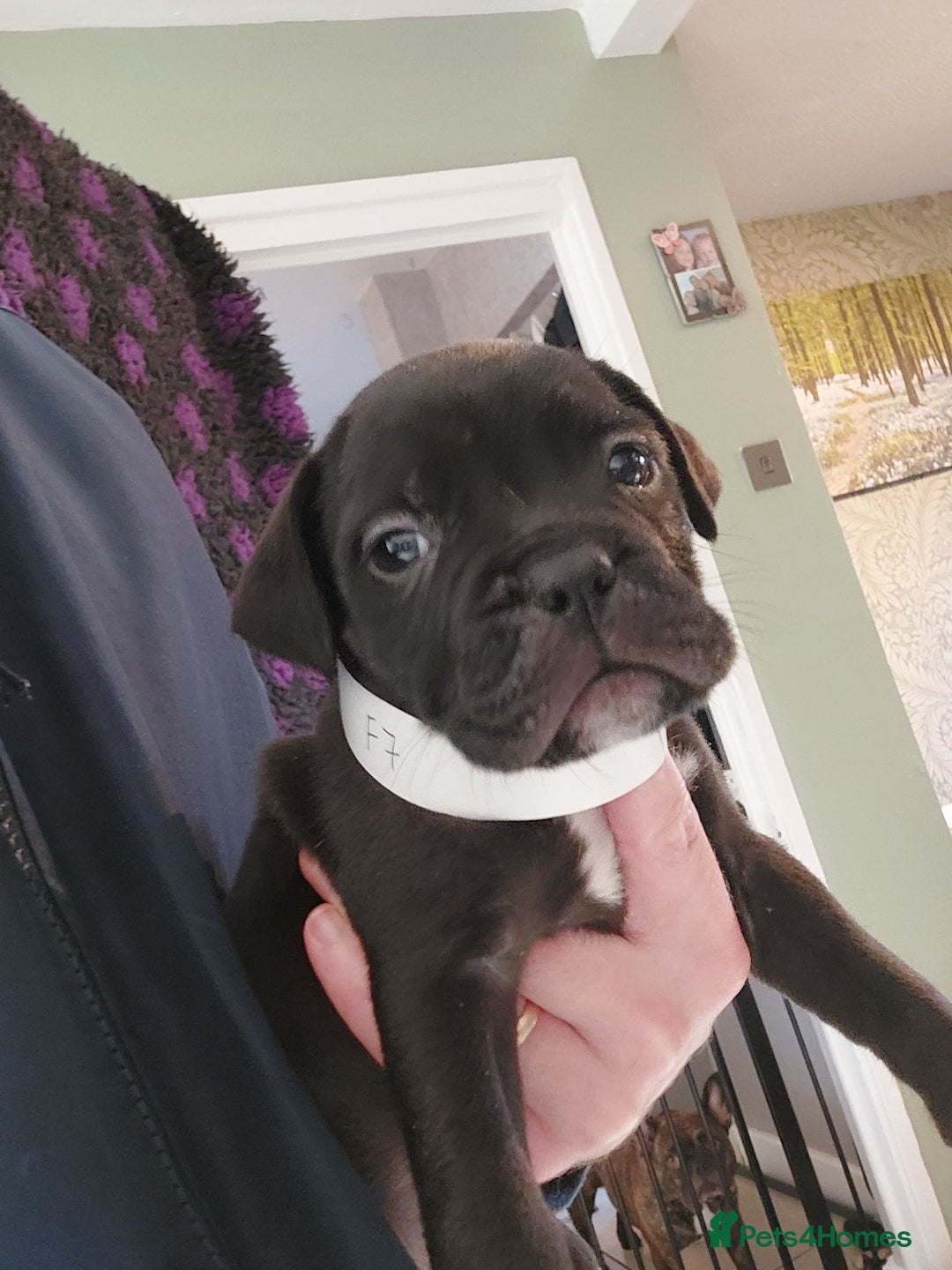 Mixed Breed dogs for sale: Cane Corso cross American bulldog puppy's  - Advert 18