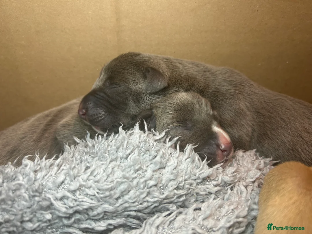 Mixed Breed dogs for sale: Bull Greyhounds (Lurchers) - Advert 5