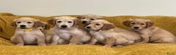 Golden Retriever dogs for sale: Quality litter of KC reg Golden Retriever puppies - Advert 24