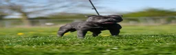 Staffordshire Bull Terrier dogs for stud: Highly health tested blue Stafford stud in Manchester - Advert 3