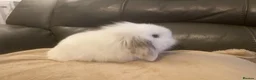 Mini Lop rabbits for sale: Mini lop litter. *Fantastic temperaments* - Advert 10