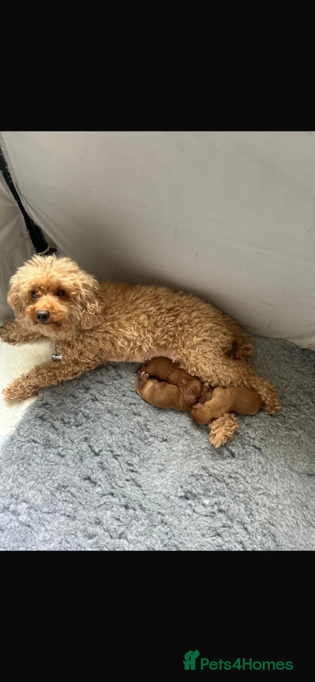Cavapoo dogs for sale: 🐾3 STUNNING CAVAPOO GIRLS - READY NOVEMBER 6TH 🐾 - Advert 1