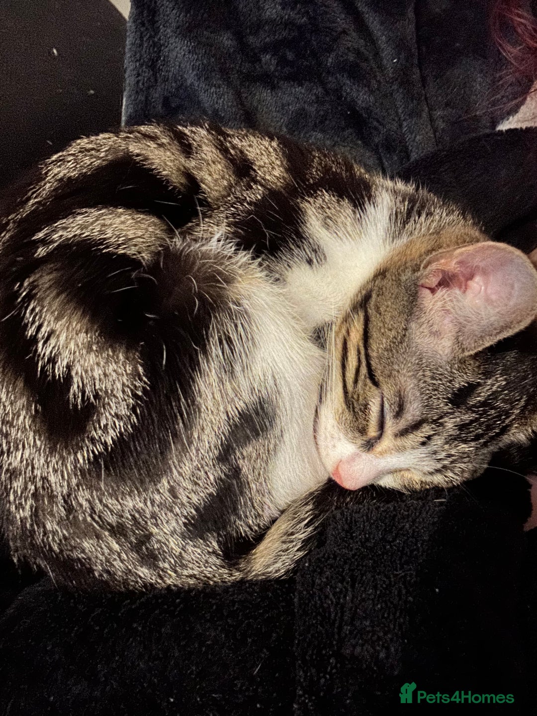 Bengal cats for sale: 5 females bengal cats  - Image 5