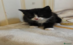 British Shorthair cats for sale: Adorable 9 weeks kitten half British shorthair  in Reading - Image 7