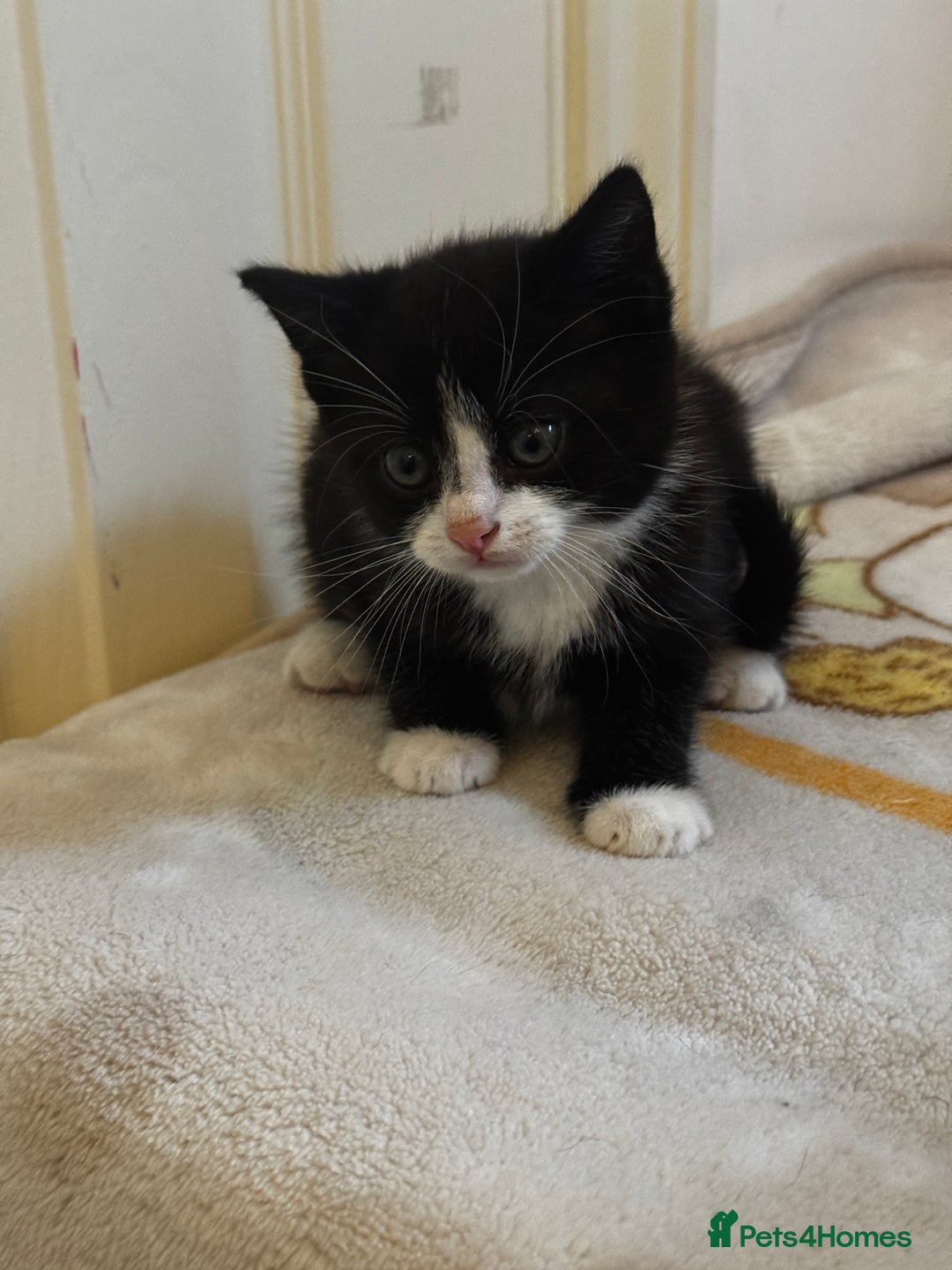 British Shorthair cats for sale: Adorable 9 weeks kitten half British shorthair  in Reading - Image 7