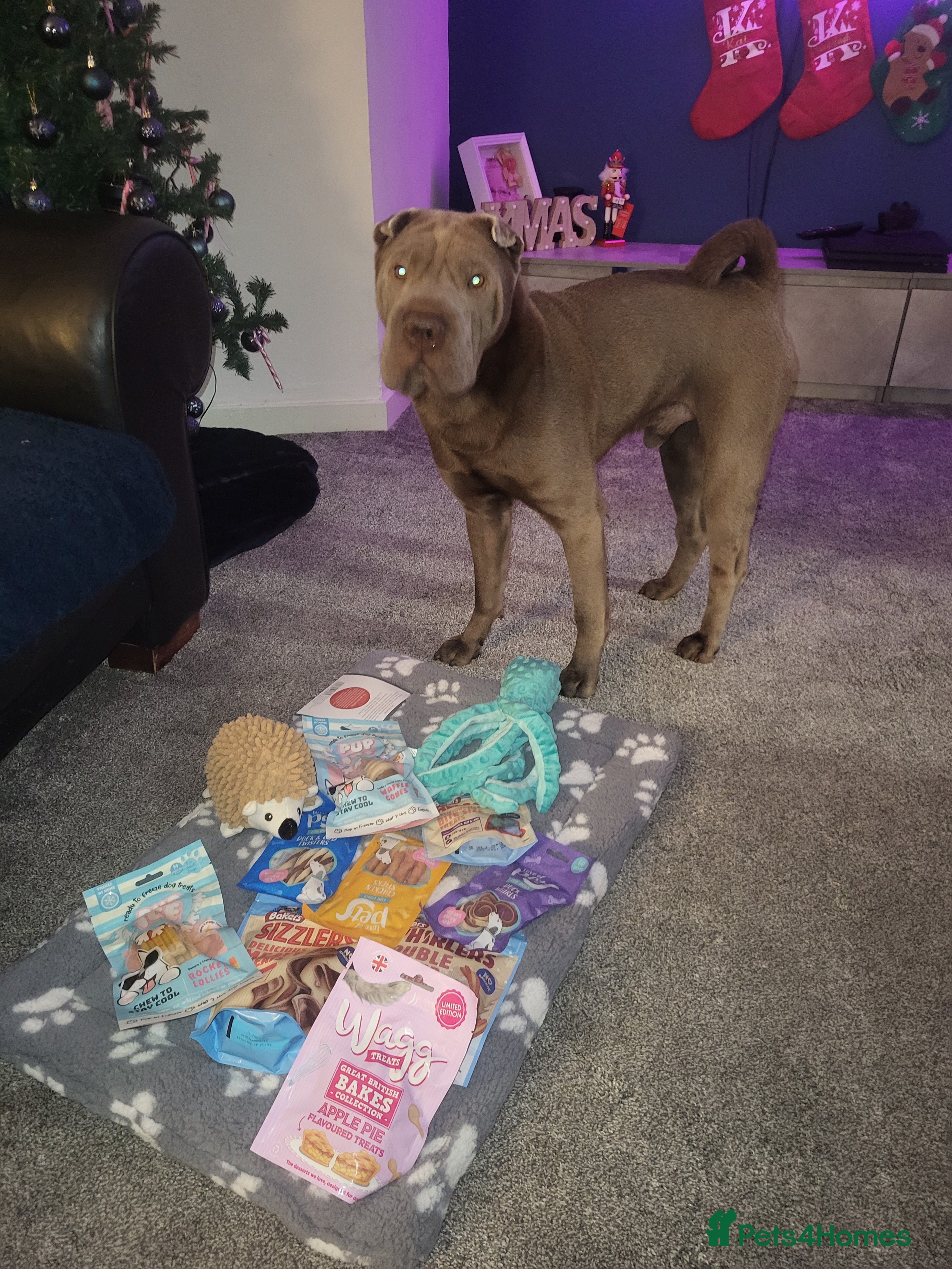 Shar Pei dogs for stud: kc lilac/fawn dilute - Advert 8