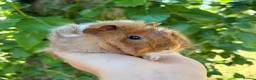 Guinea Pig rodents for sale: LOTS of Stunning Baby Girl Guinea Pigs 💗 - Advert 12