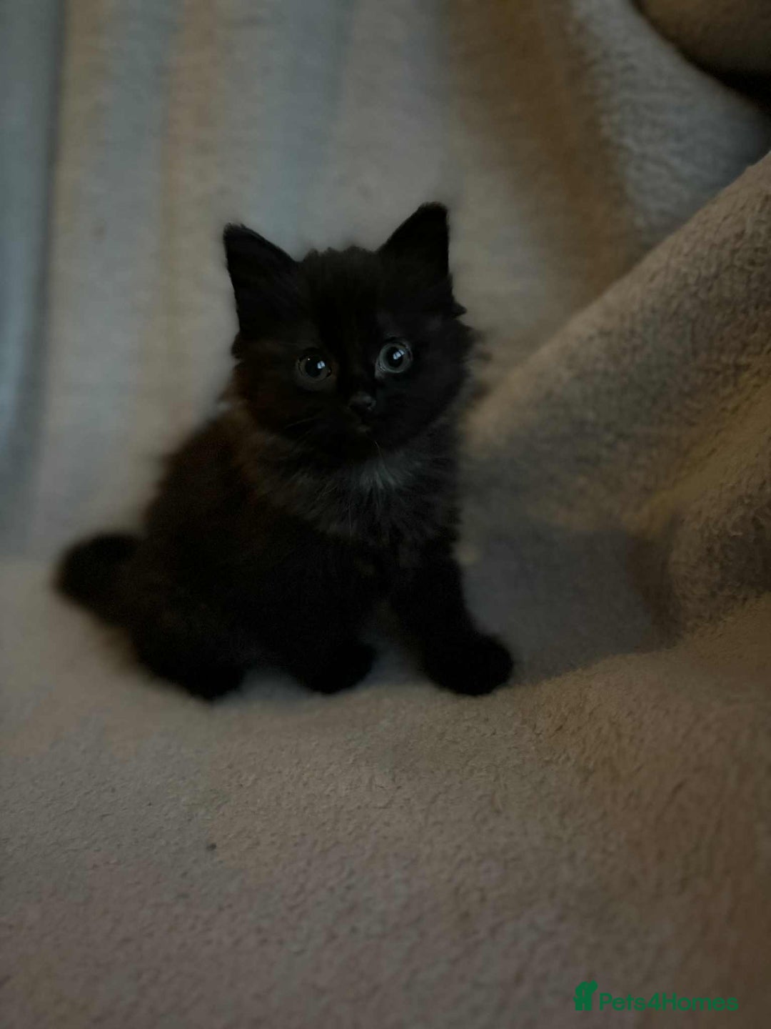 Mixed Breed cats for sale: Kittens looking for homes  - Advert 2