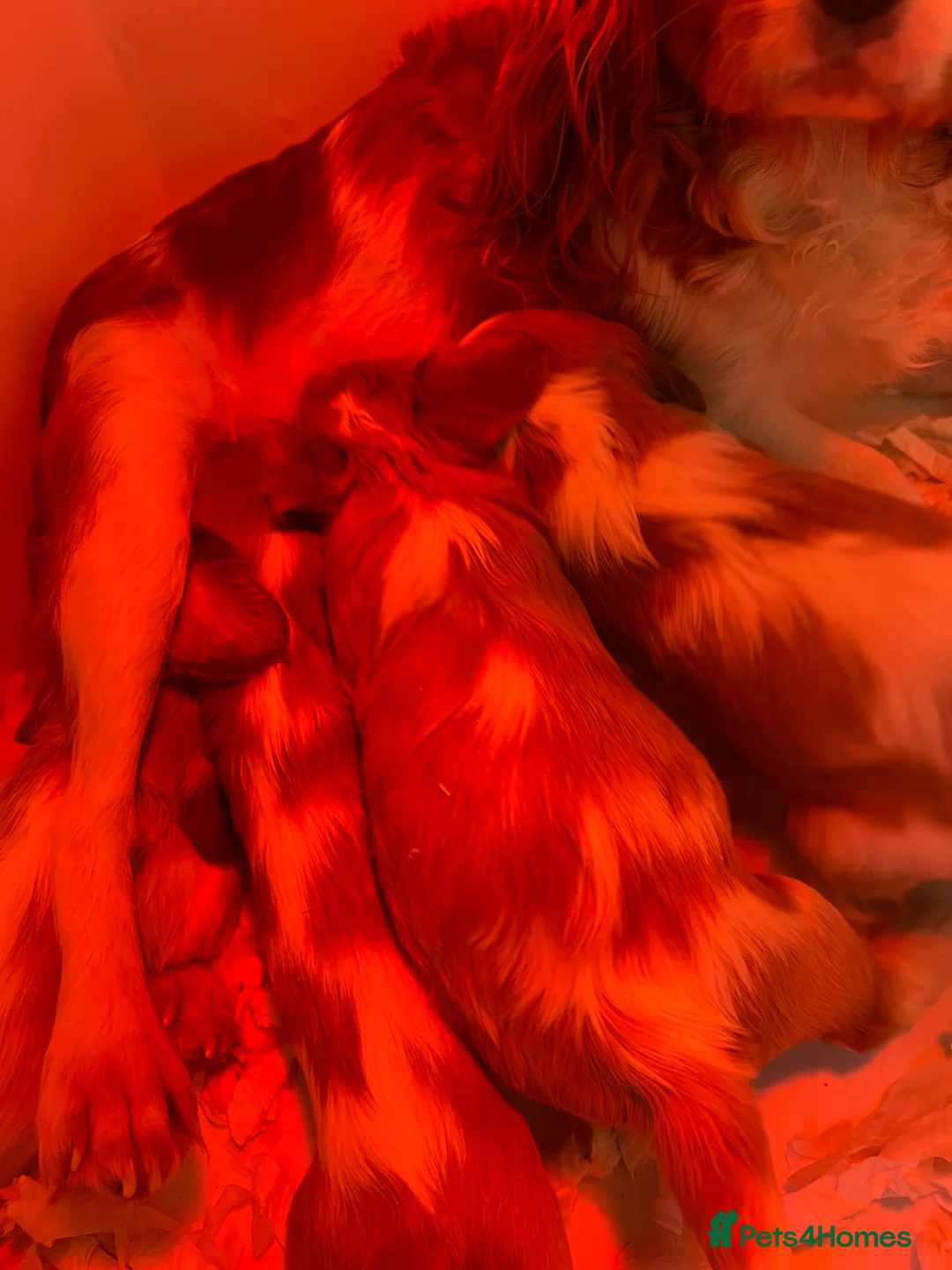 Cavalier King Charles Spaniel dogs for sale: Stunning Cavalier King Charles puppies  - Advert 12