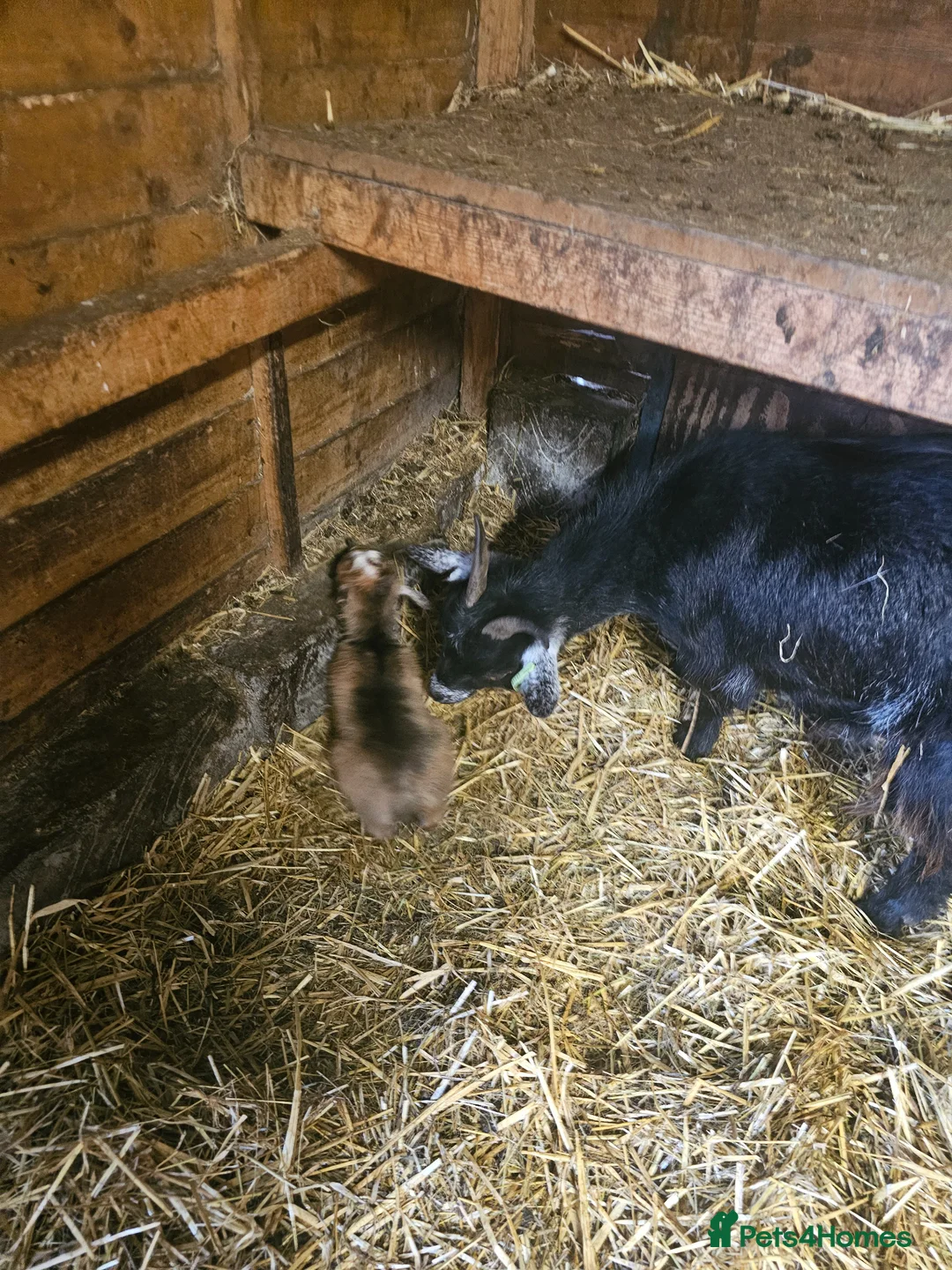 Goats livestock for sale: Pygmy goats mums with kids at foot  in Saint Helens - Advert 2