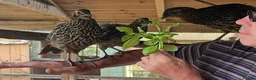 Mixed Breed birds for sale: Temminck's Tragopans Males and Females pheasant - Advert 8